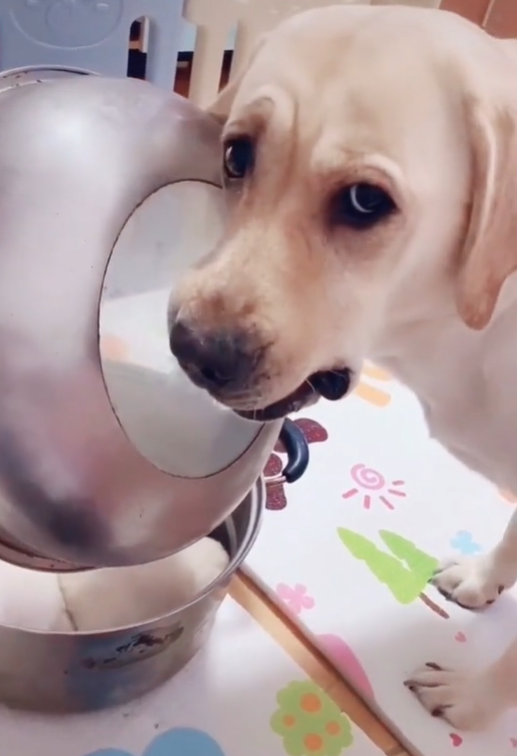 perro olla tik tok