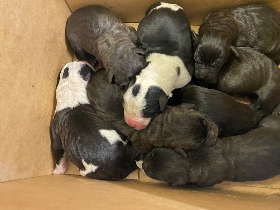 varios cachorros recien nacidos dentro de una caja de carton