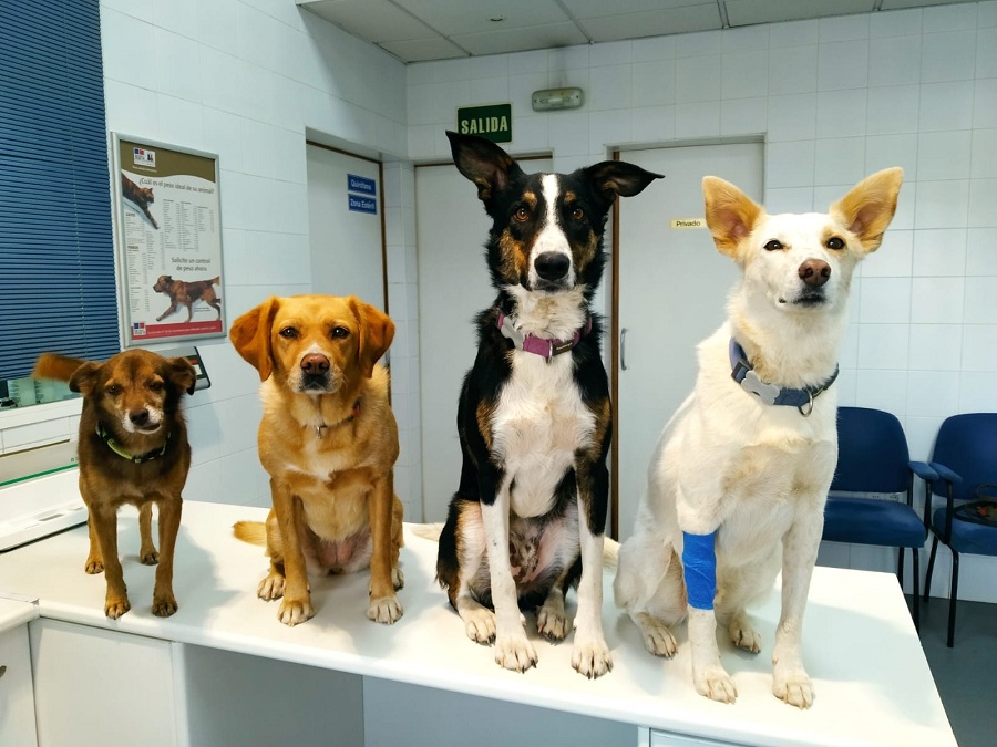 cuatro perros en una clinica veterinaria