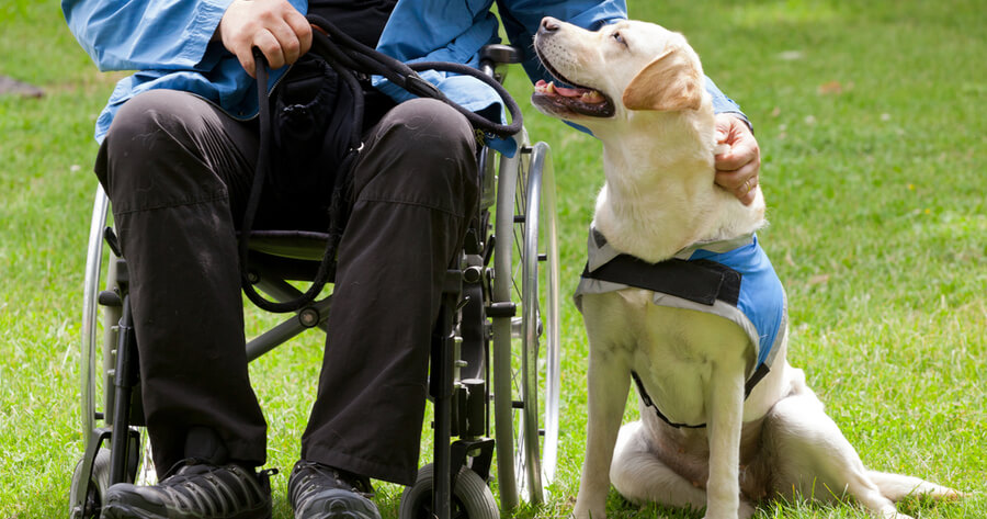 perro golden en una terapia asistida con animales