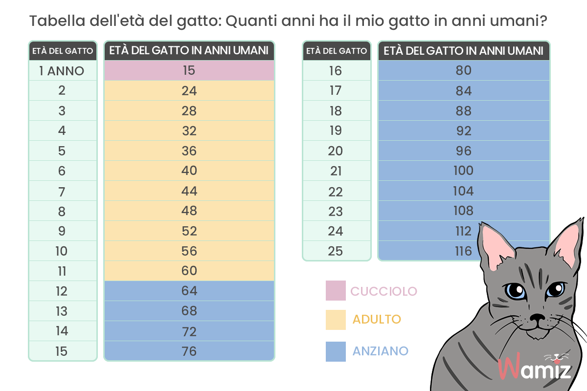 I GATTI E LE FUSA GATTOPOLI YouTube