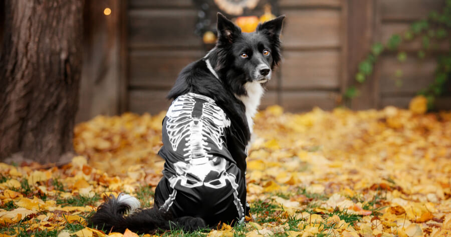 Vestiti Divertenti Per Cani, SilverChry Vestiti Per Cani Halloween, Costumi Halloween Cani, Vestito Cane Piccolo Per Feste Cosplay Per Costumi (M, Cavaliere