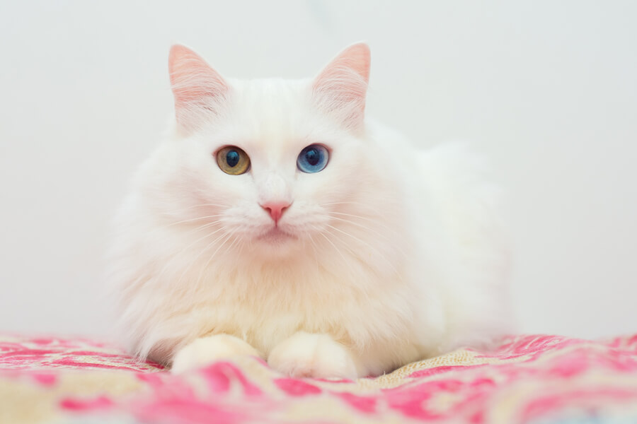 turecka angora