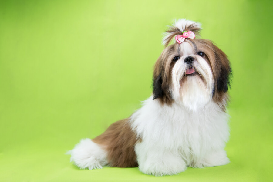 6 pomysłów na fryzury dla shih tzu