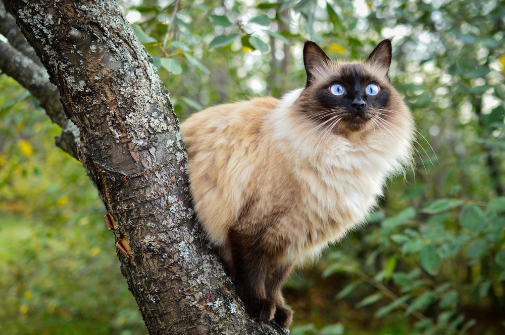 gatto-balinese-con-occhi-blu