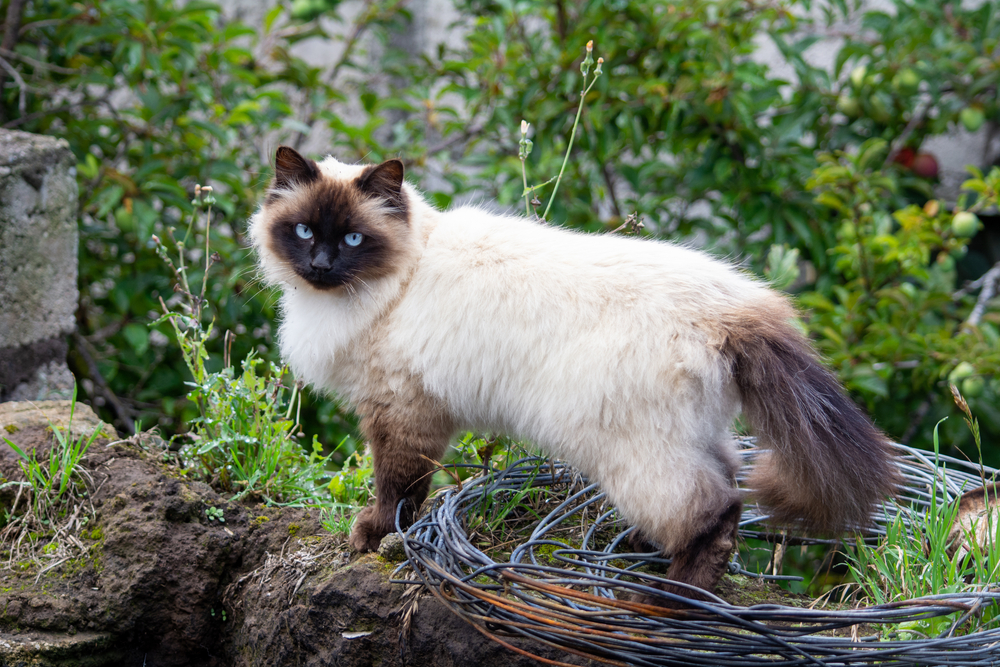 gatto-himalayano-con-occhi-blu