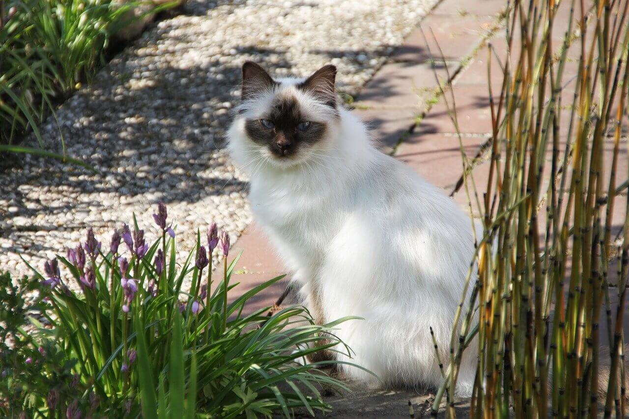 gatto-sacro-di-birmania-con-occhi-blu