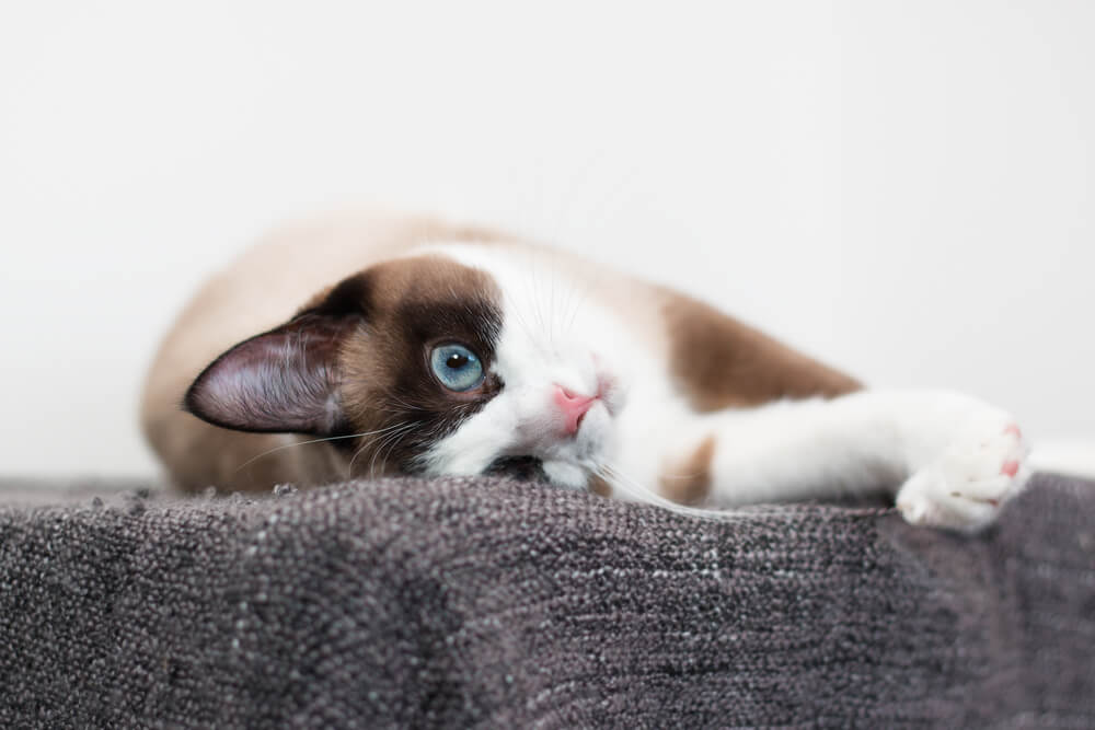 gatto-snowshoe-con-occhi-blu