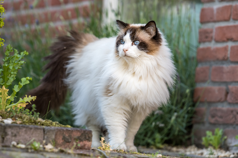 ragdoll-con-occhi-azzurri