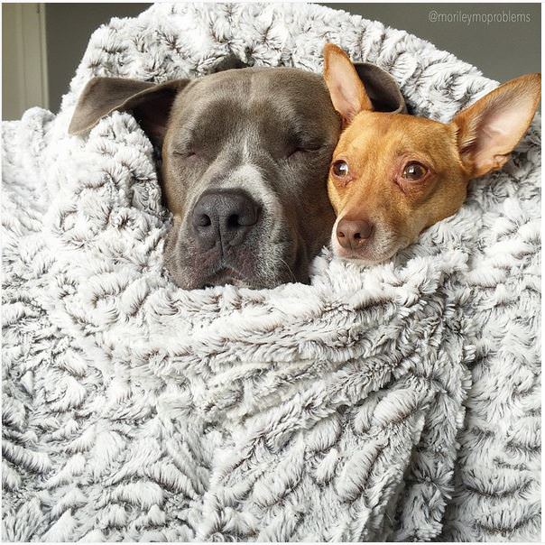 pitbull y chihuahua durmiendo juntos