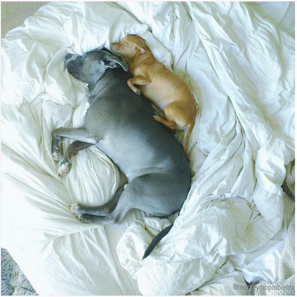 pitbull chihuahua cucharita