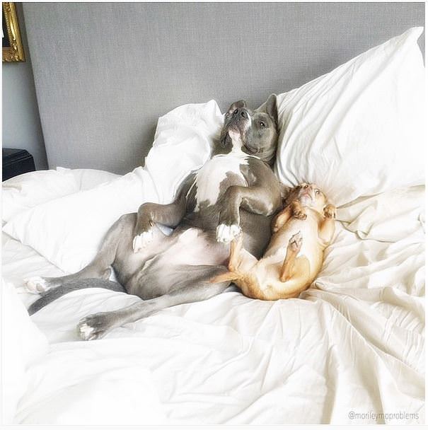 pitbull chihuahua durmiendo juntos