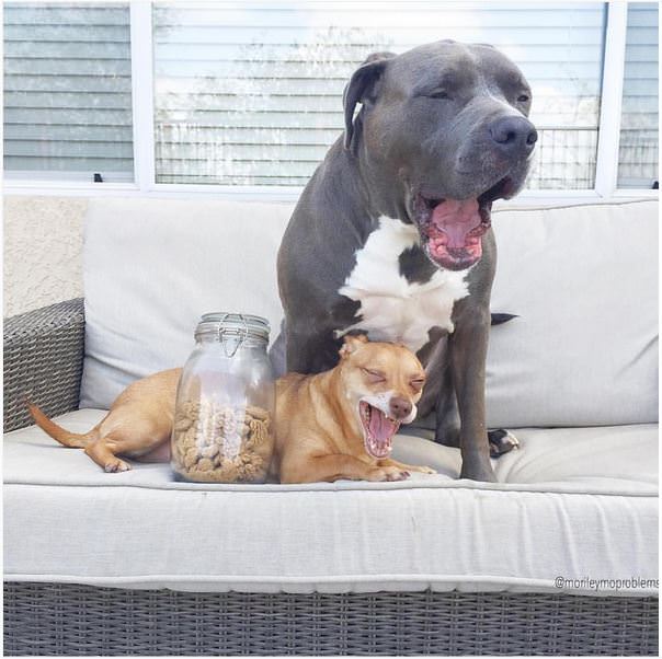 pitbull gigante chihuahua pequeño