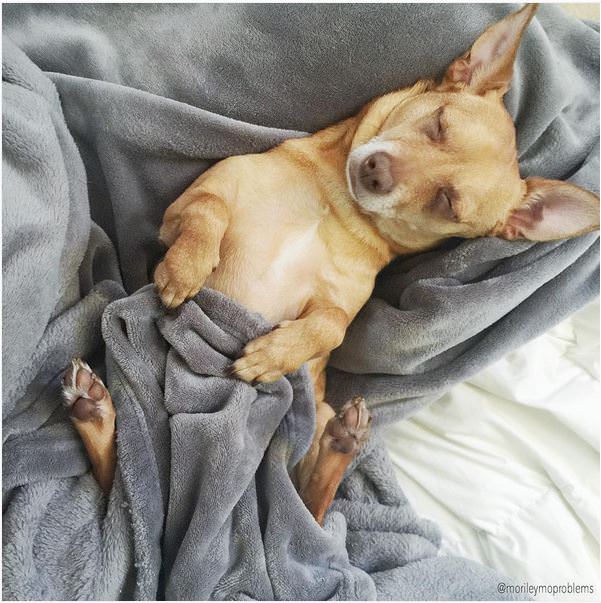 chihuahua mini