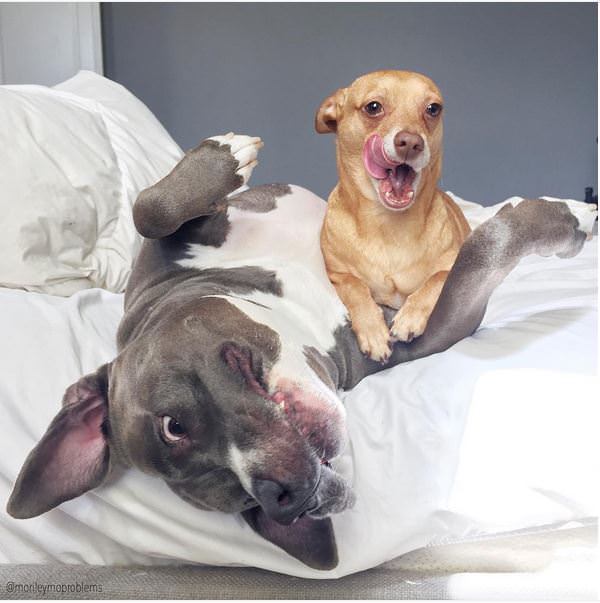 killer chihuahua junto a pitbull