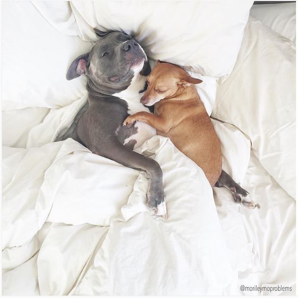 pitbull chihuahua cucharita