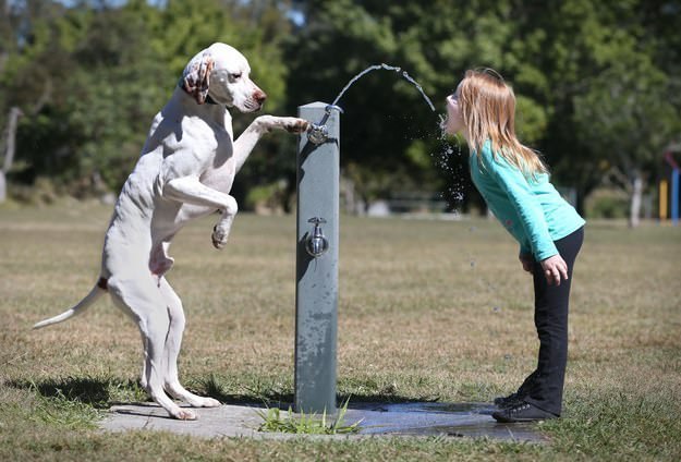 perro y niña fuente