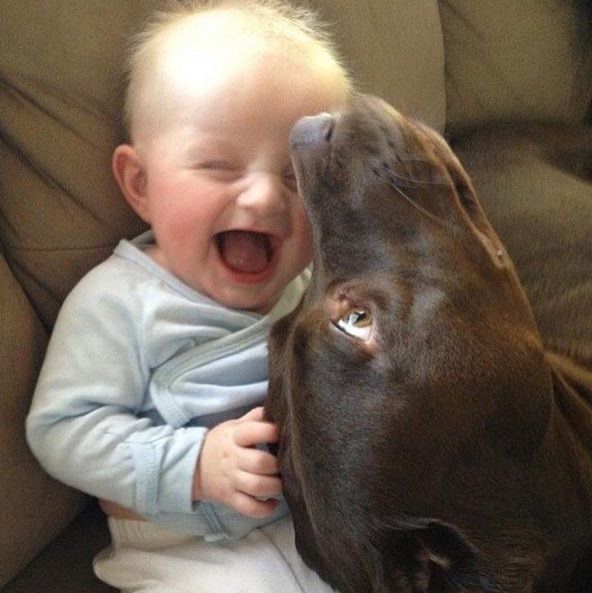 perro chupando a bebe