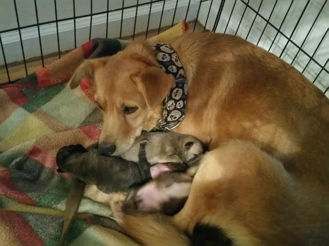 cachorros y su mama 