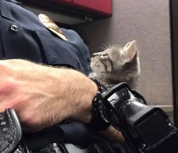 policia rescata gata en florida