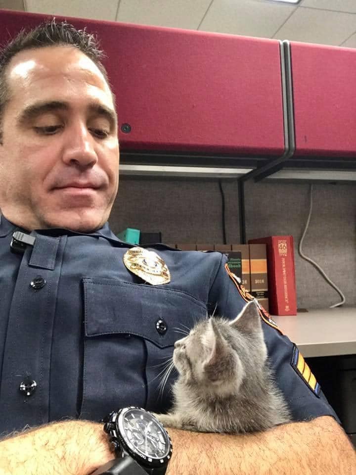 gatita con sargento florida