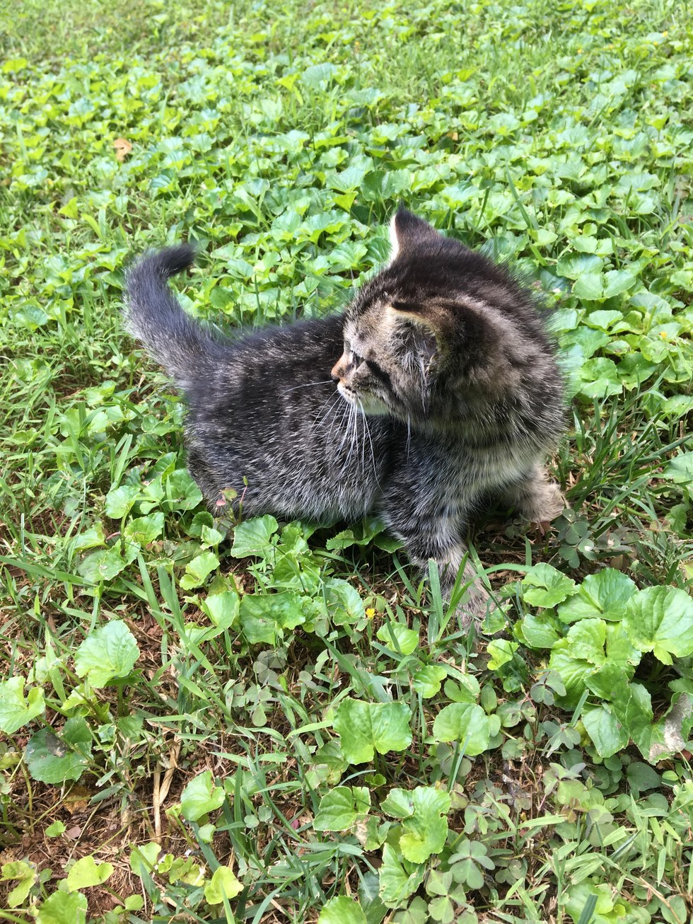 gata abandonada bosque