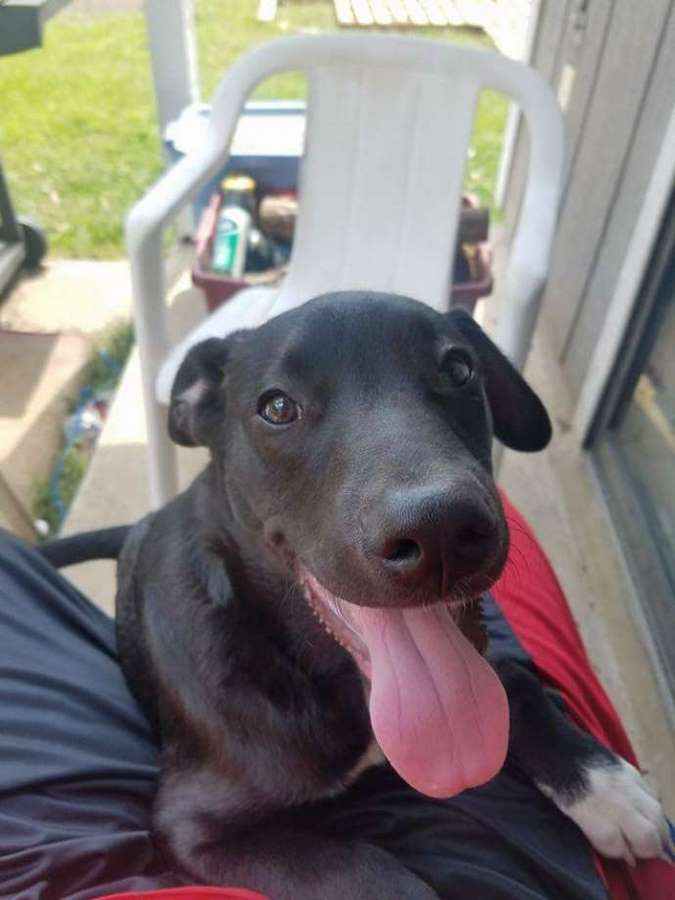 cachorro de labrador