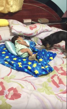 bebé y perro manta