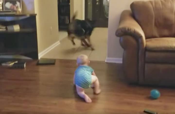 video juego niño pastor aleman 