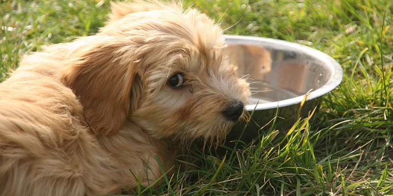 perro beber agua