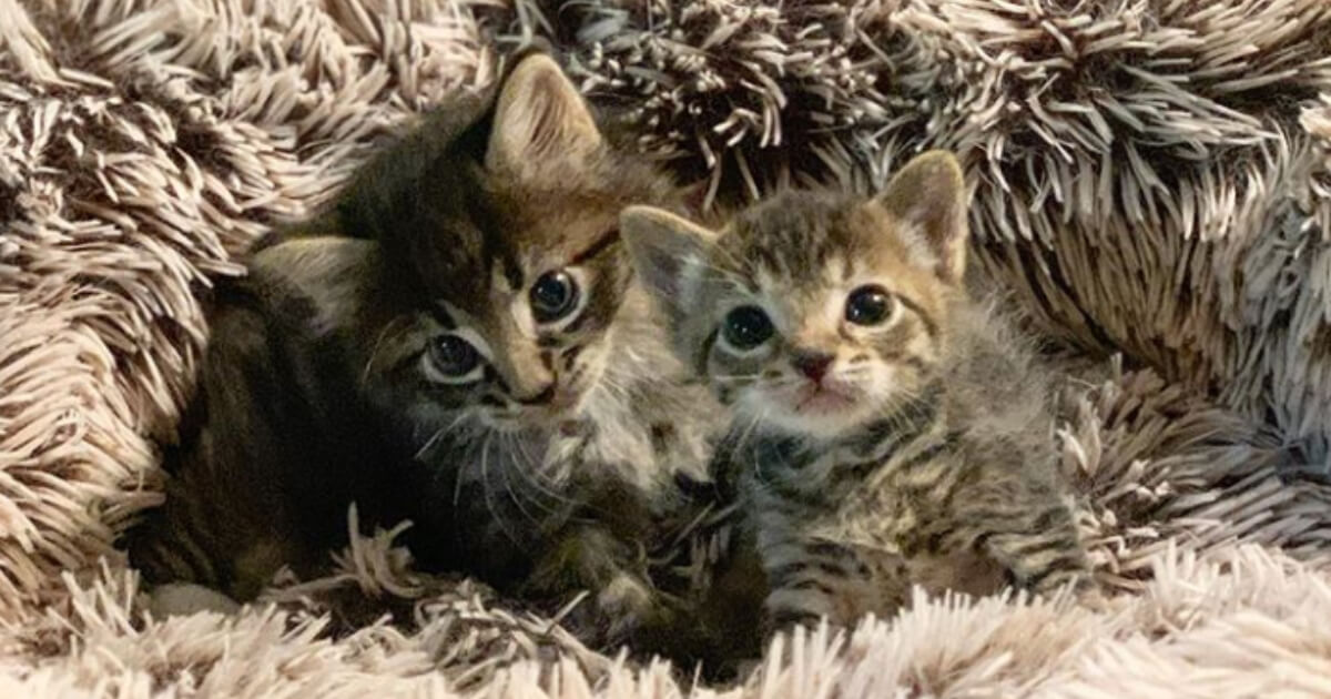 Котят но у них есть. Котят но у них есть. Рыжий и черный котенок. Турецкая ангора котята белые. Котята разных размеров.