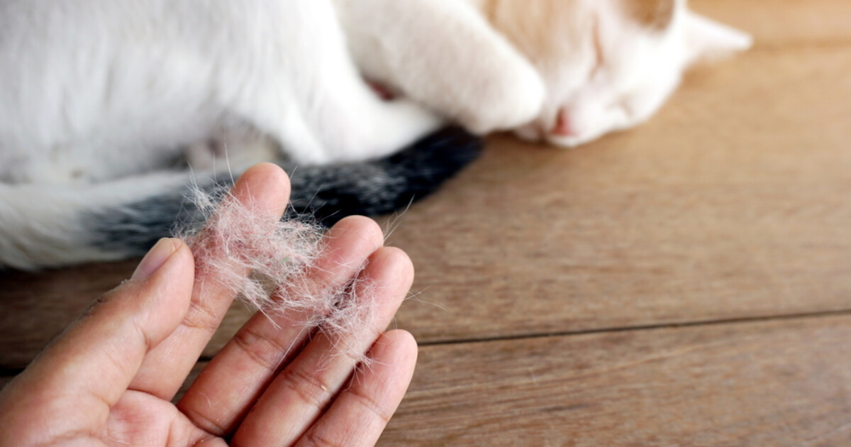 cat losing hair on back legs
