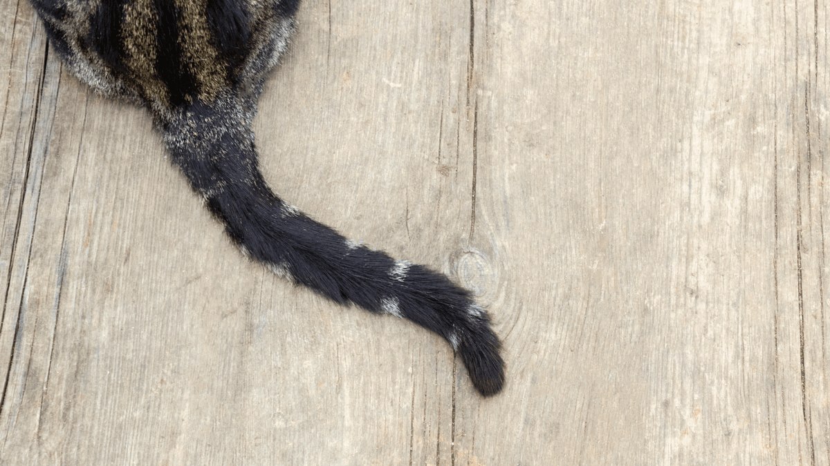 Spezielle Behandlung für den Sklavenschwanz Spezielle Behandlung für den Sklavenschwanz