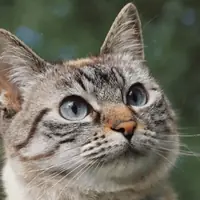 Teste la magie d'Halloween avec ton chat