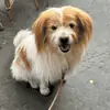 Et si votre chien devenait un personnage 3D ?