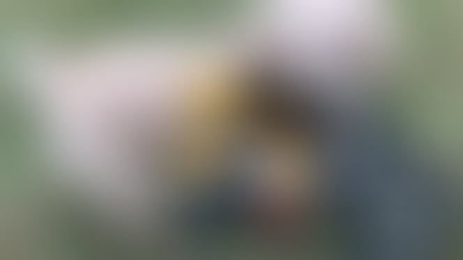 Gracie petite chienne handicapée