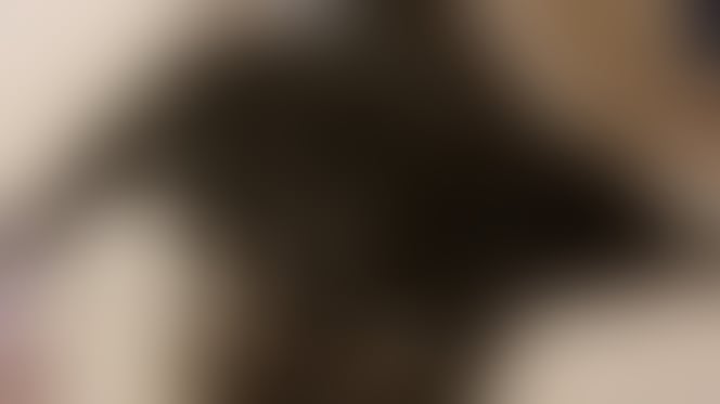 femelle labrador qui attend 21 chiots
