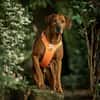 Dozer, onze grote knuffelbeer