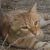 Mut-Tiger Ken sucht Zuhause