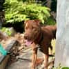 Pollux, mâle croisé shar pei, né le 03/06/2024  🐶