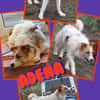 Adena-  auf PS in 91459 Linden!