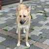Traumhund sucht ihr für immer Zuhause!