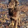 BONNIE - Zuhause gesucht