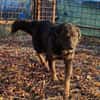 BONNIE - Zuhause gesucht