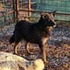 BONNIE - Zuhause gesucht
