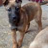 Bluebell sucht ihre Menschen