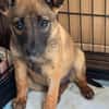 Bluebell sucht ihre Menschen