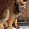 Bluebell sucht ihre Menschen