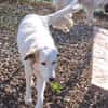TODDY - großer Hund, großes Herz, große