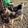 KAIA sucht eine Familie